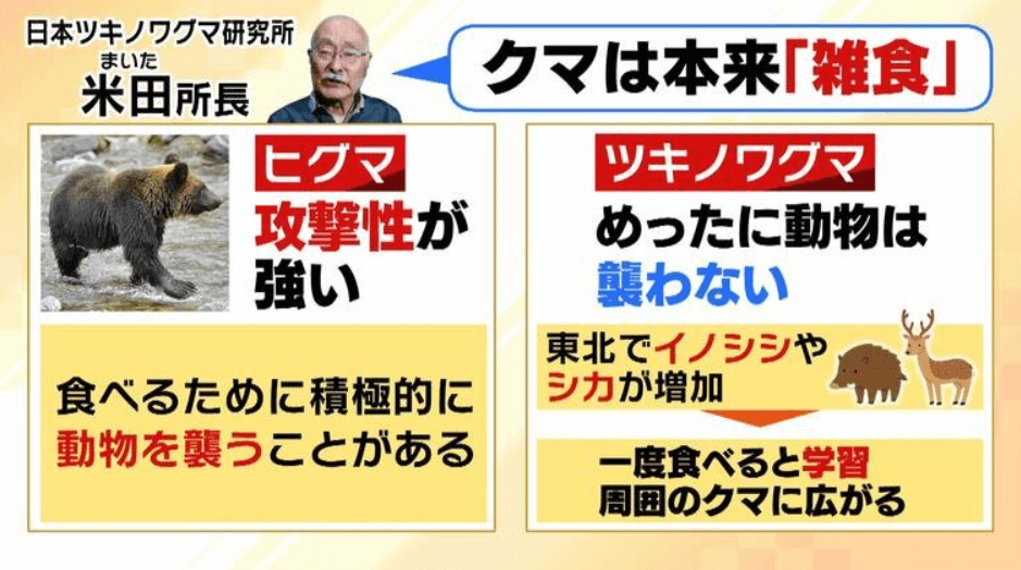 MBSニュースの熊が雑食である説明画像